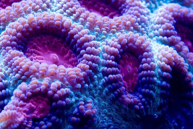 This is a macro photograph of a purple and blue closed brain coral